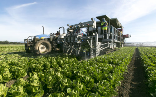 Automatic-Romaine-Harvester-1.jpg
